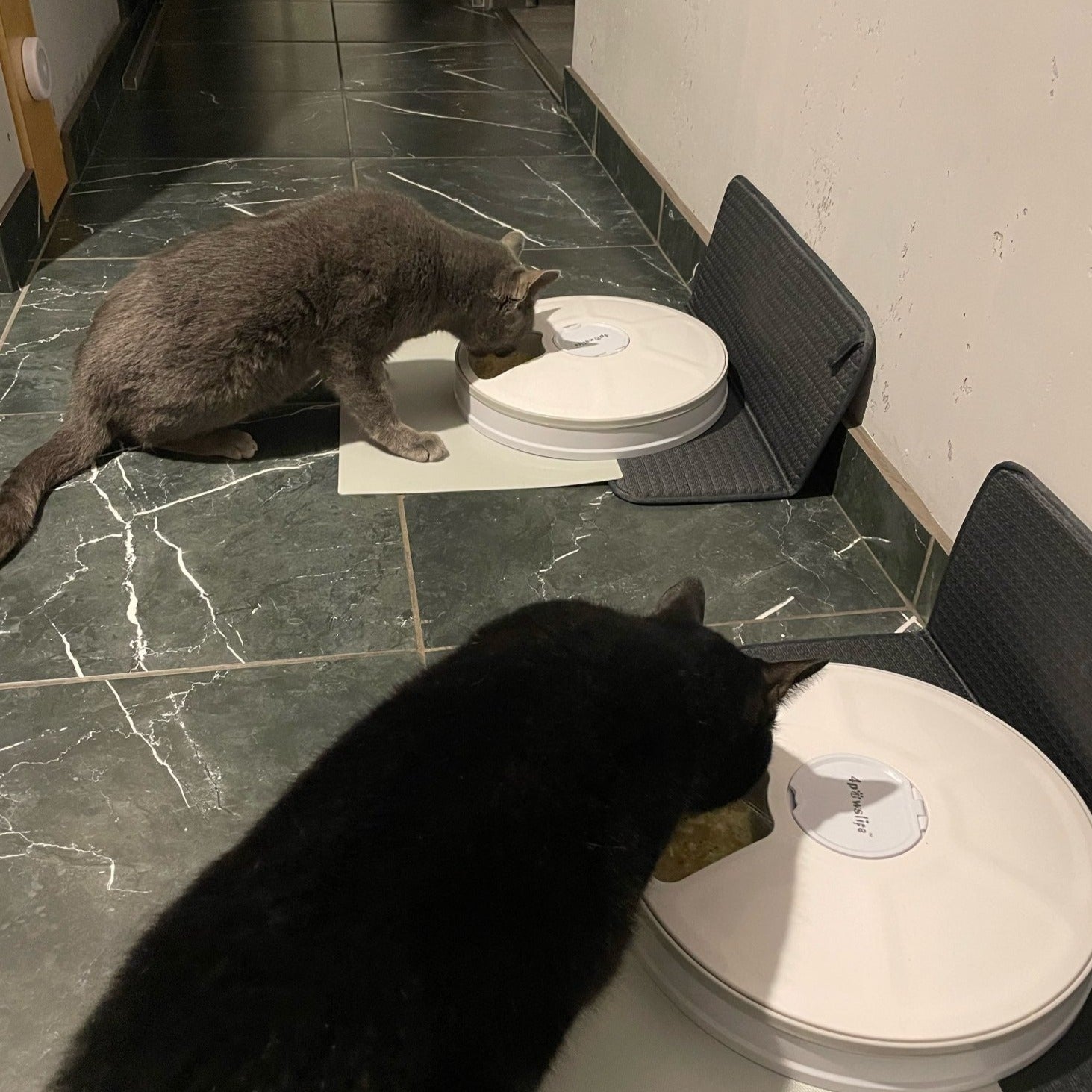 Distributeur automatique avec chronométrage 6 compartiments de nourriture