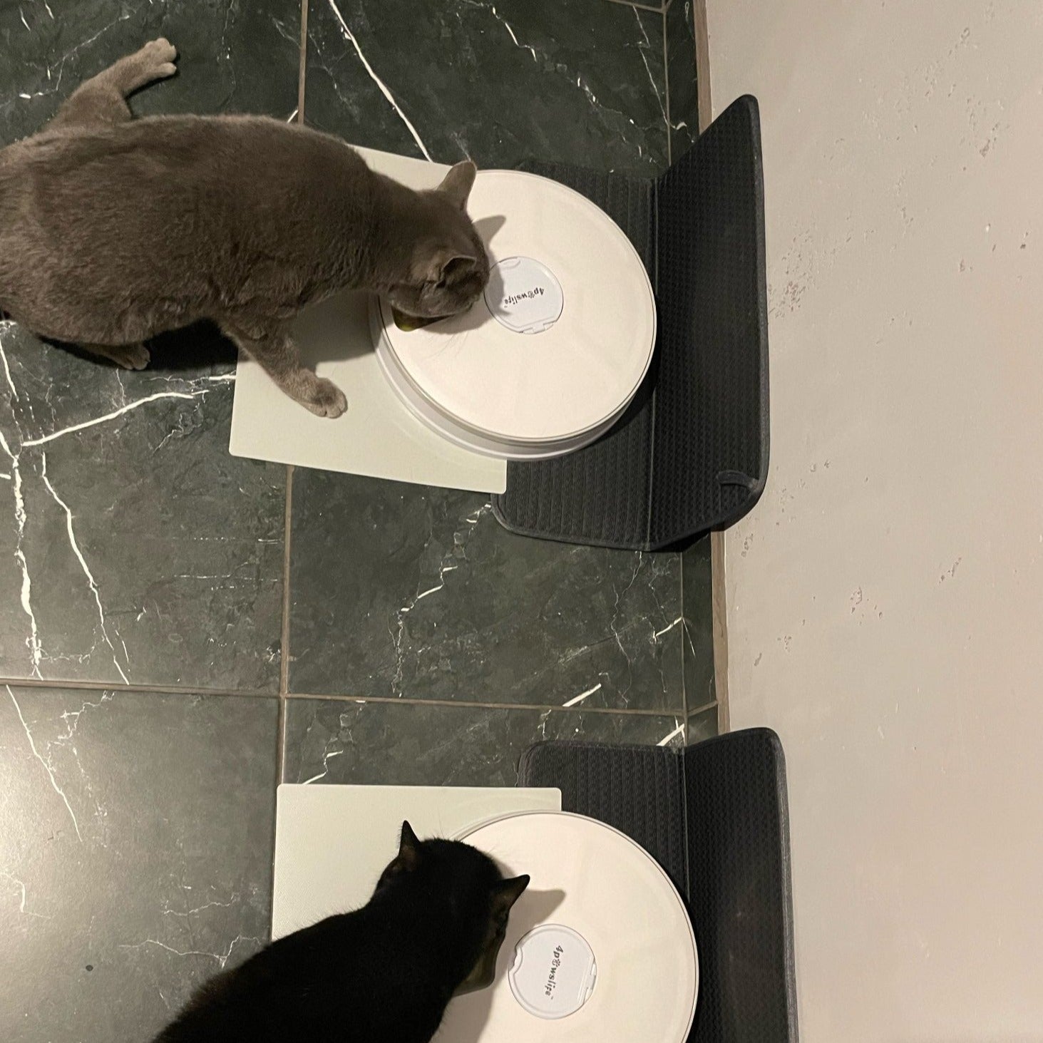 Distributeur automatique avec chronométrage 6 compartiments de nourriture