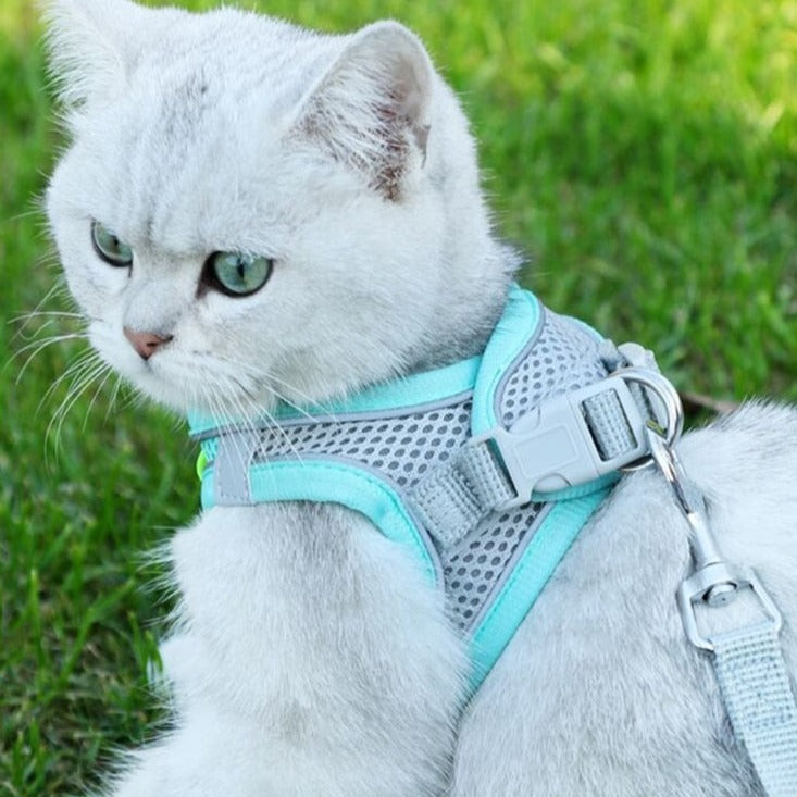 Ensemble Harnais + Laisse maille ultra respirante